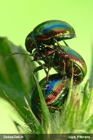 Lapgrauzis Chrysolina fastuosa
