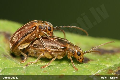 Lapgrauzis Pyrrhalta viburni