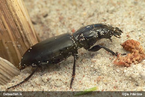 Skrejvabole Broscus cephalotes