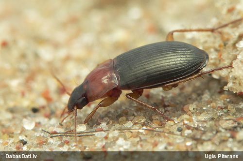 Skrejvabole Calathus melanocephalus