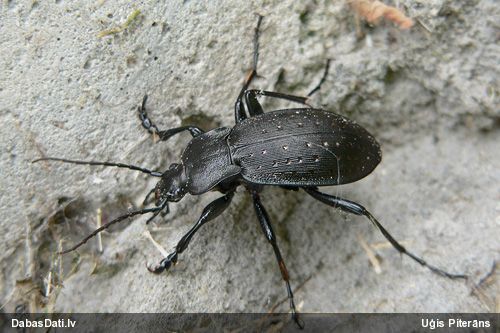 Skrejvabole Carabus hortensis