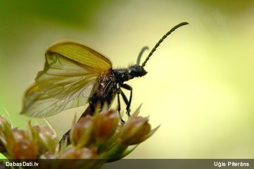 Sarvabole Lagria hirta