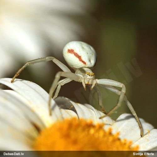 Krabjzirneklis Misumena vatia