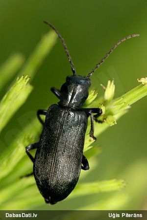 Māņkoksngrauzis Ditylus laevis