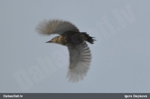 Pelēkā dzilna