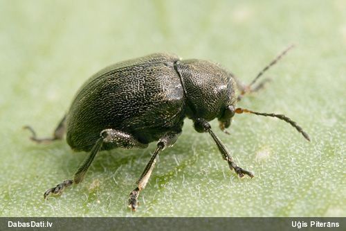 Lapgrauzis Bromius obscurus