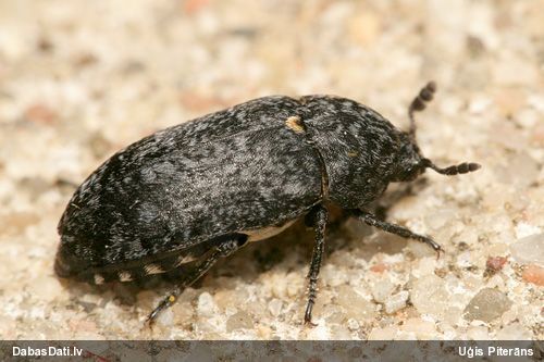 Ādgrauzis Dermestes murinus