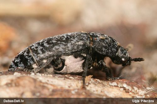 Ādgrauzis Dermestes murinus