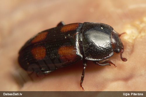 Spīdulis Ipidia binotata