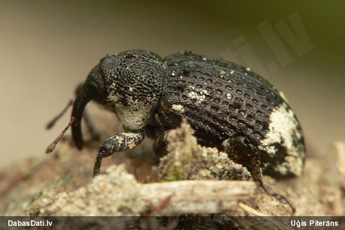 Smecernieks Cryptorhynchus lapathi