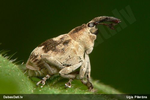 Smecernieks Tapeinotus sellatus