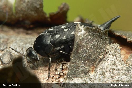 Smailvēderis Hoshihananomia perlata