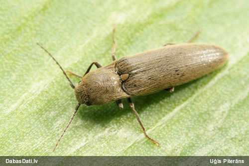 Sprakšķis Synaptus filiformis