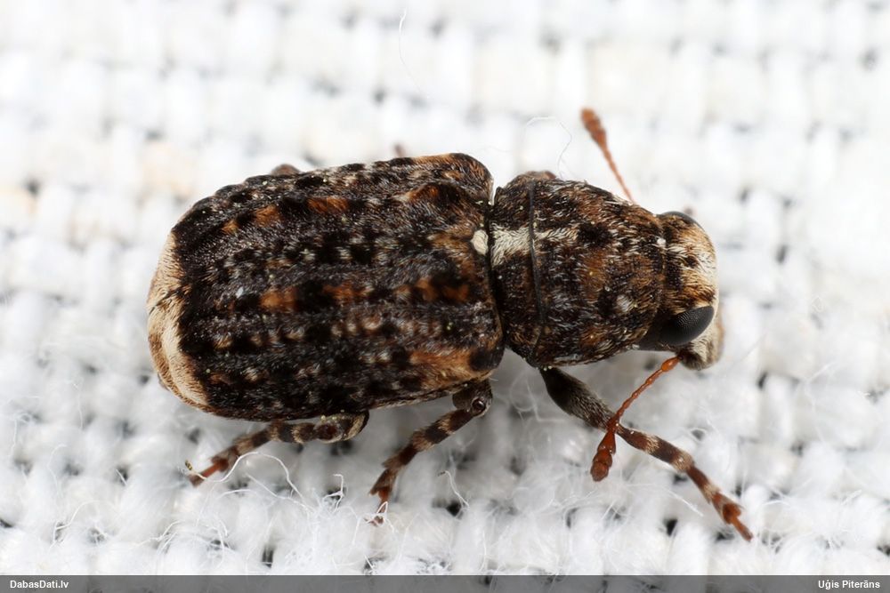 Platsmeceris Dissoleucas niveirostris