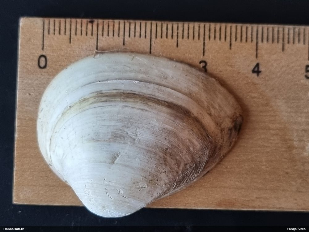 Gliemene Rangia cuneata