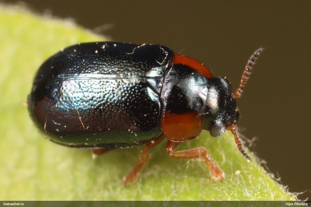 Lapgrauzis Smaragdina affinis
