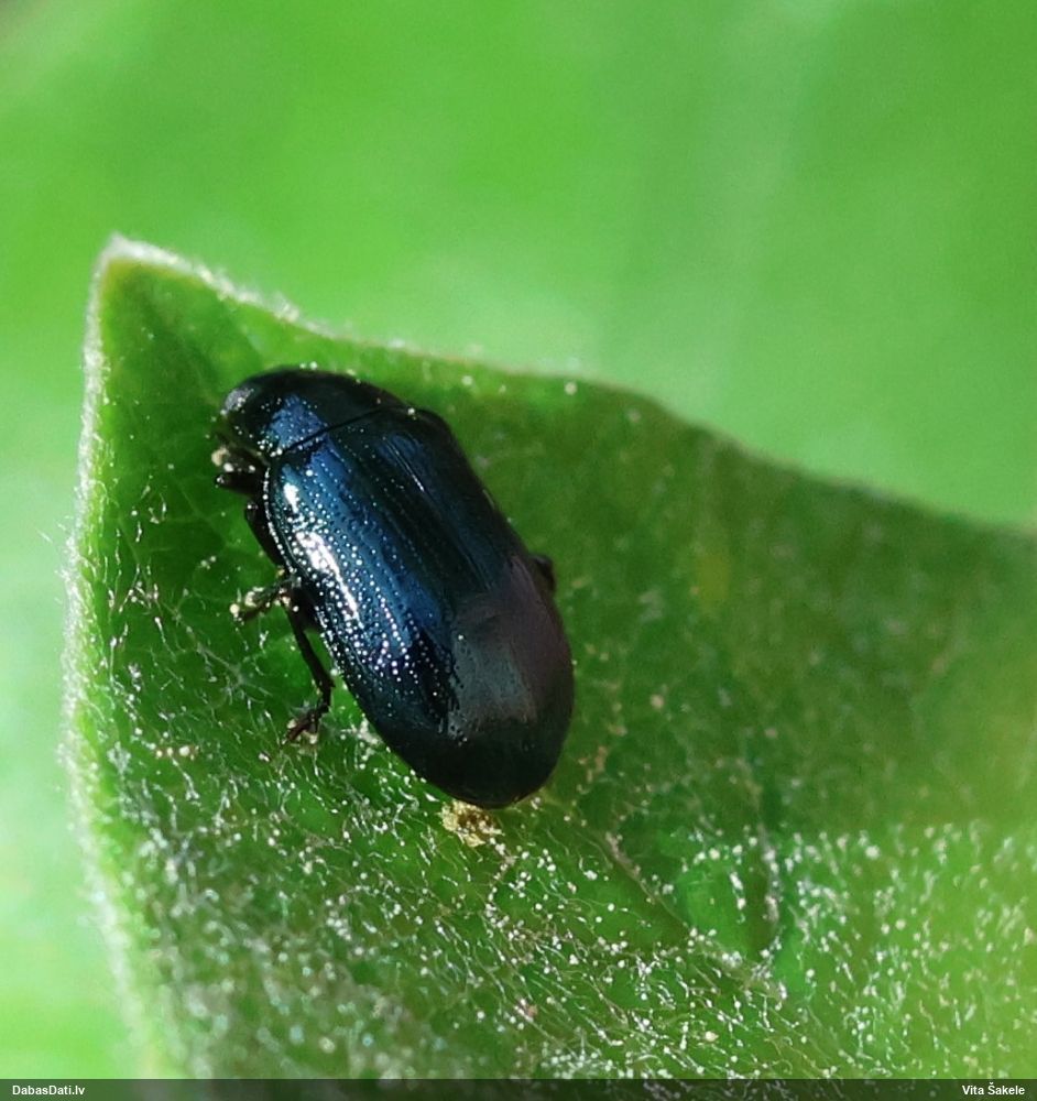 Lapgrauzis Phratora sp.
