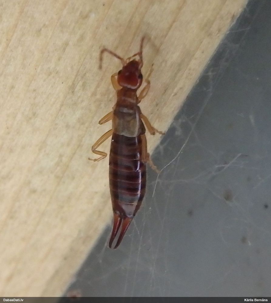 Vidējā spīļaste
