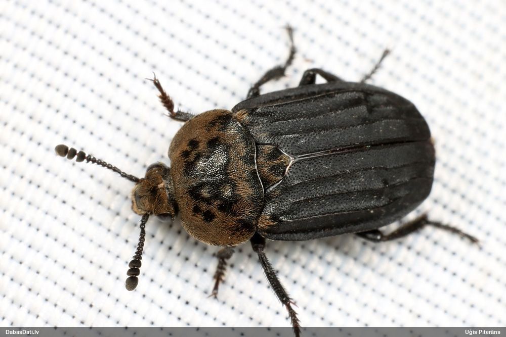 Līķvabole Thanatophilus dispar