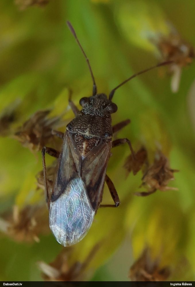 Zemesblakts Nysius helveticus