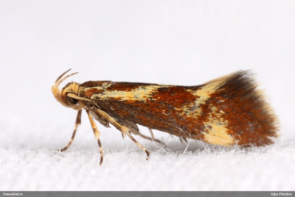 Plakankode Metalampra cinnamomea