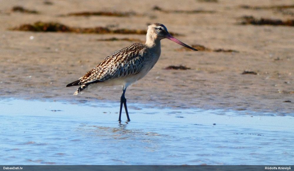 Bar-tailed Godwit