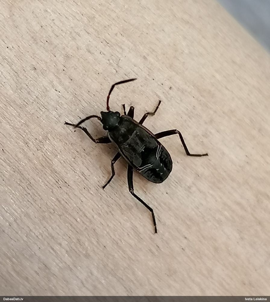 Zemesblakts Rhyparochromus sp.