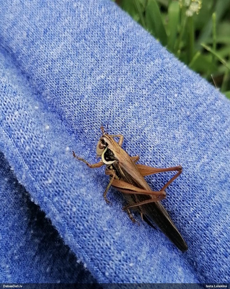 Sienāzis Metrioptera roeselii