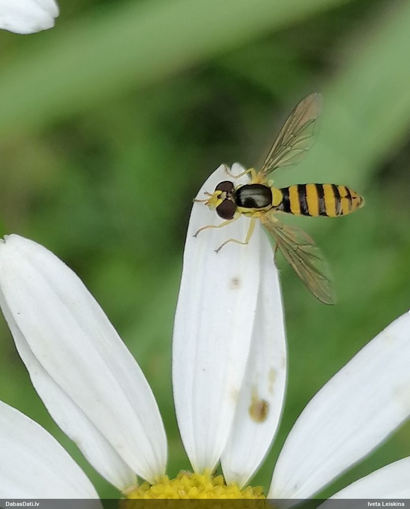 Ziedmuša Sphaerophoria sp.