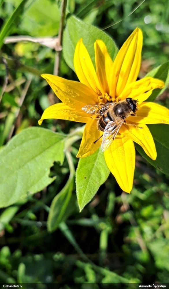Ziedmuša Eristalis sp.