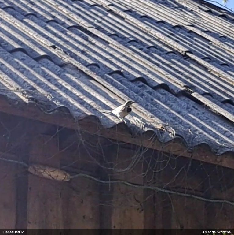 белая трясогузка