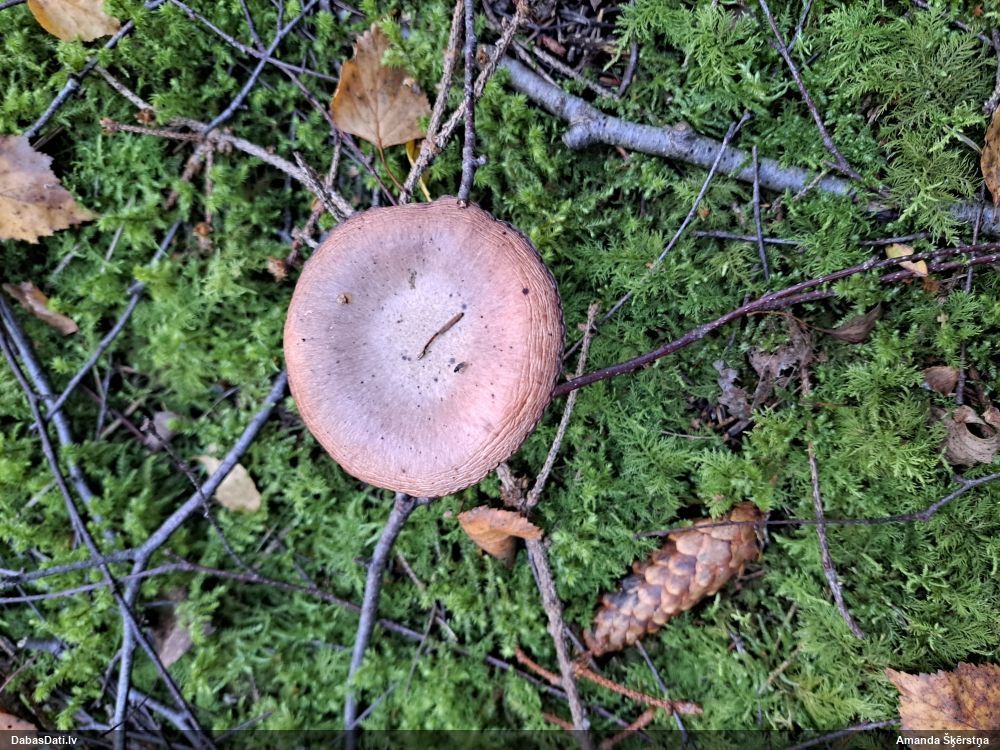 Salnas gliemezene