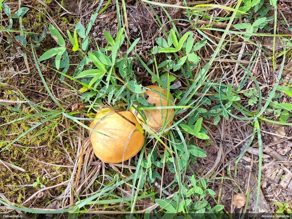 Sviestbeka Suillus sp.