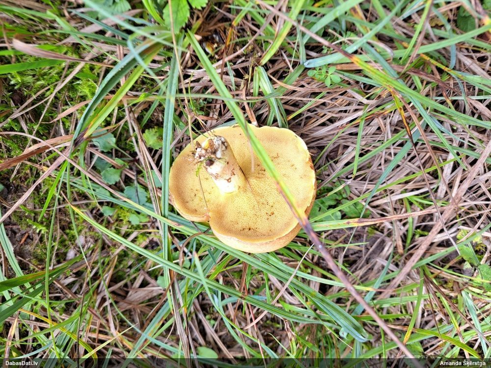 Sviestbeka Suillus sp.