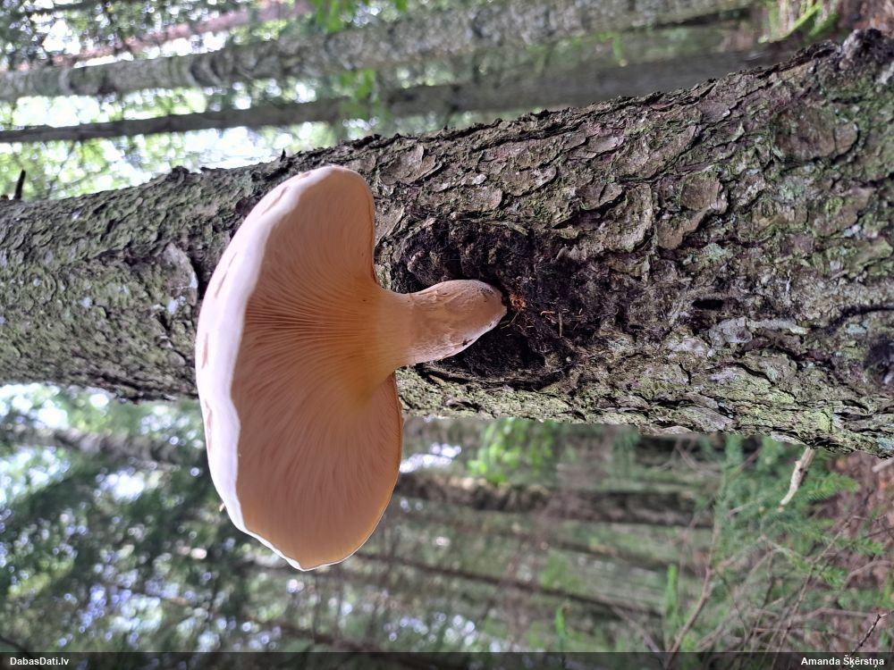 Zvīņainā sīkstene