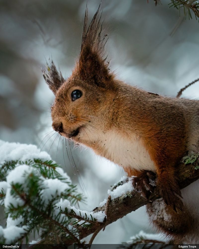 Red squirrel