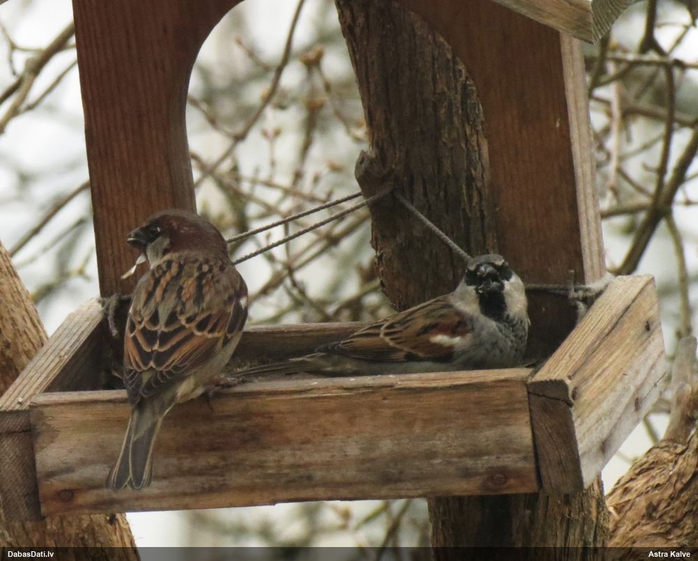 House Sparrow