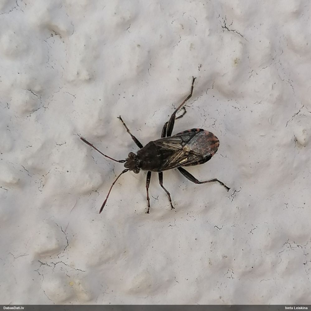 Krāšņblakts Stictopleurus punctatonervosus
