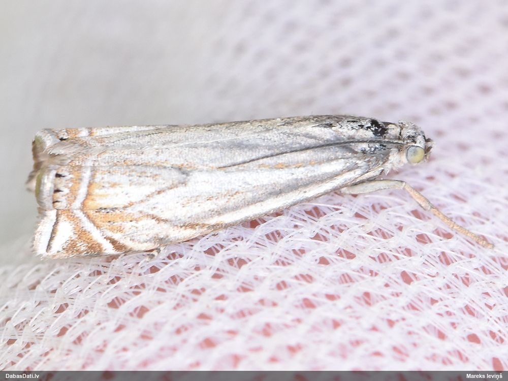 Zāļsvilnis Crambus lathoniellus