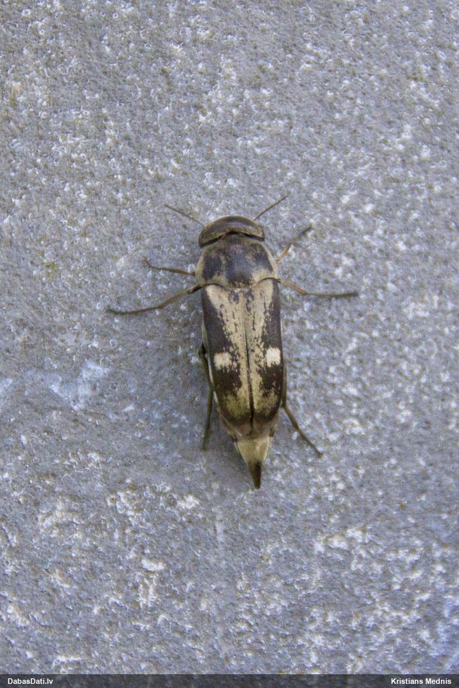 Smailvēderis Tomoxia bucephala