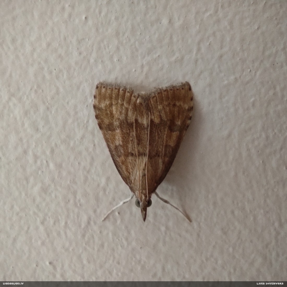 Zāļsvilnis Udea fulvalis