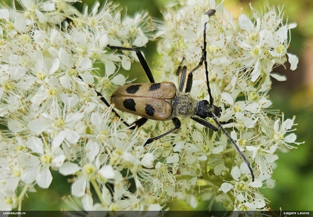 Koksngrauzis Pachyta quadrimaculata