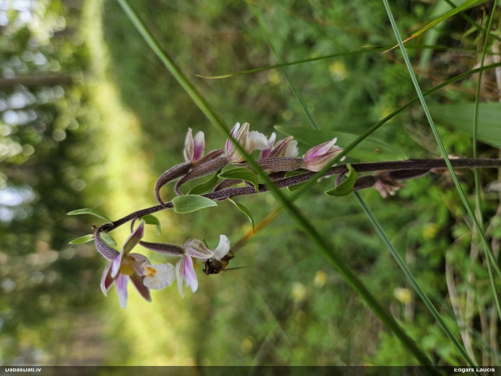 дремлик болотный
