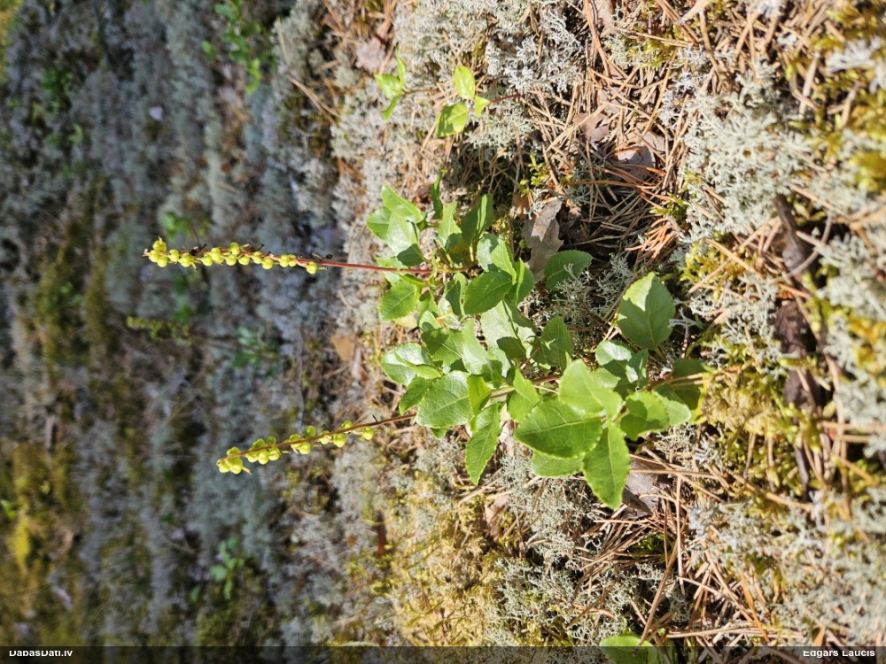 ортилия однобокая