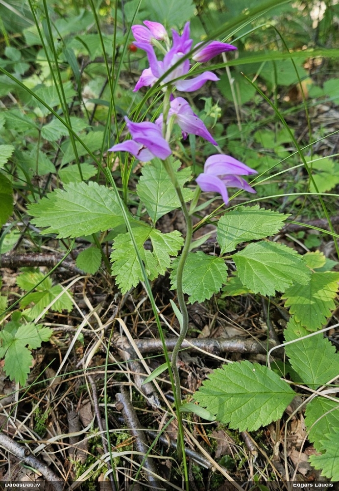 red Helleborine