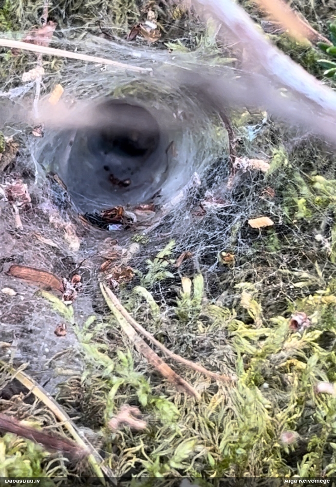Labirintzirneklis Agelena labyrinthica