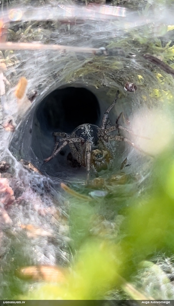 Labirintzirneklis Agelena labyrinthica