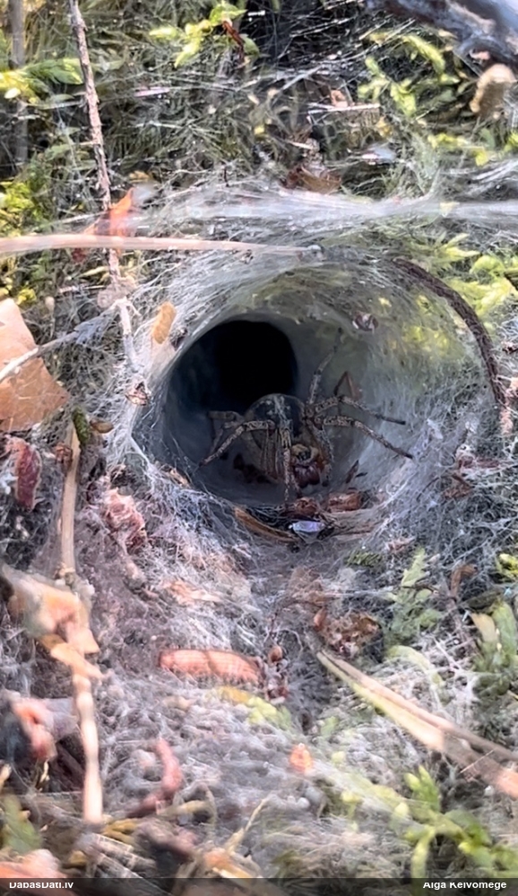 Labirintzirneklis Agelena labyrinthica
