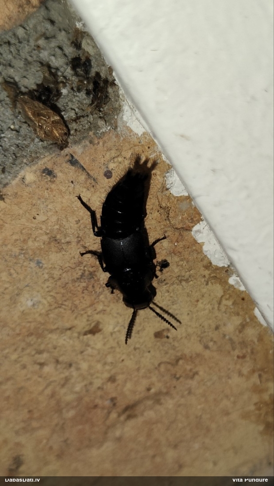 Sirseņu īsspārnis