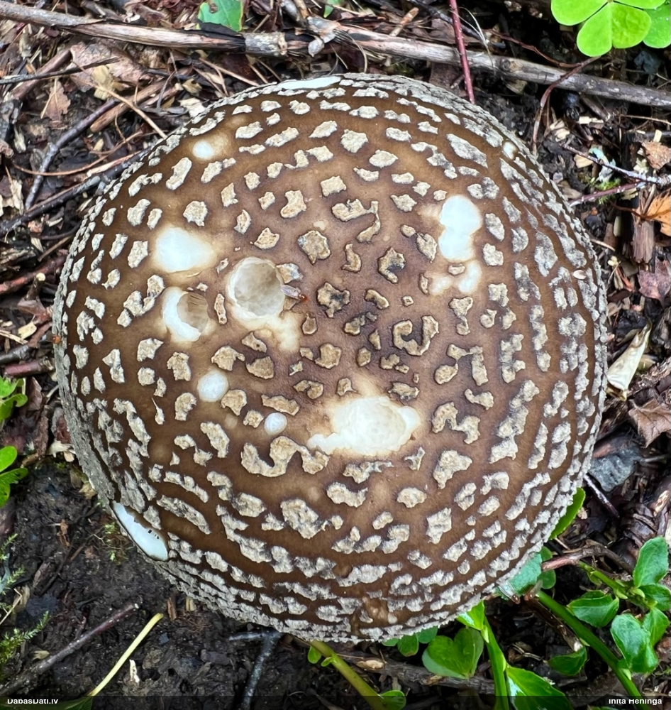 Pelēkā mušmire